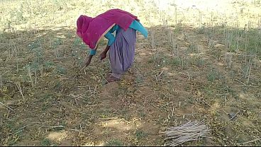 देसी इंडियन बॉयफ्रेंड ने खेत में काम कर रही अपनी जवान गर्लफ्रेंड को चोदा